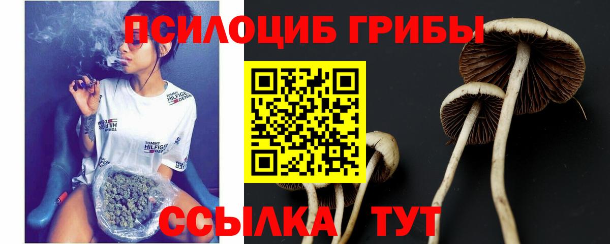 Псилоцибиновые грибы Psilocybine cubensis  Галлюциногенные грибы прущие грибы  Биробиджан 